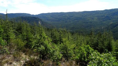 Plantation de cèdres.