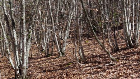 Ces sous-bois de hêtres sont vides de toute végétation : que c’est beau !