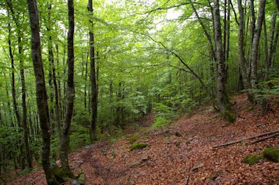 Le Bois de Fontanal