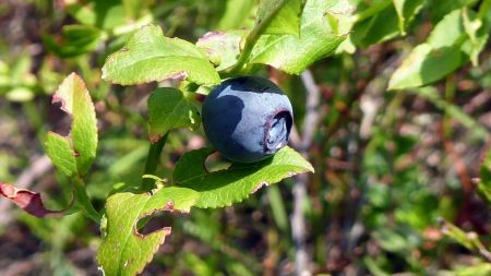 Premières myrtilles