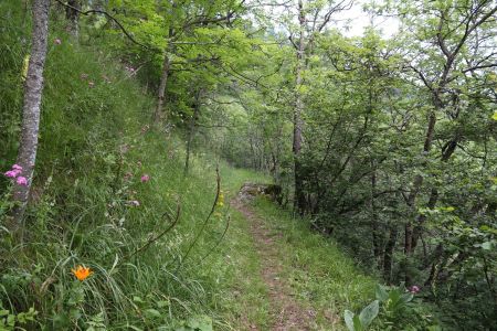 De belles fleurs nous accompagnent le long du sentier.