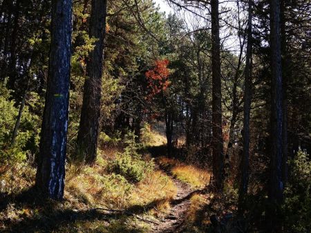 Dans la forêt domaniale de Saint-Genis.