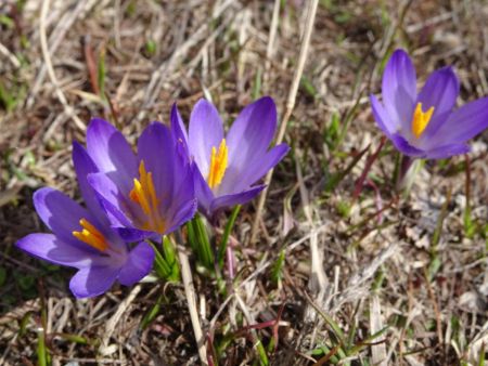 Crocus