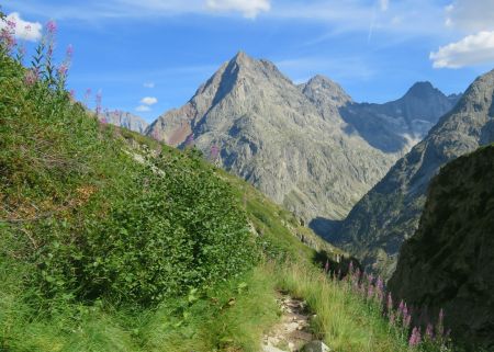 Vue sur la Grande Aiguille de la Bérarde, sur une portion de sentier entourée d’épilobes.