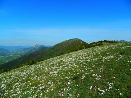 ...tapis d’hélianthèmes.