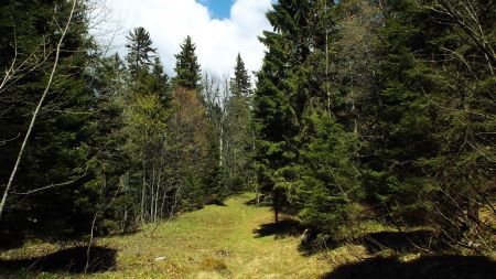 Sentier du Bois du Marchairuz.