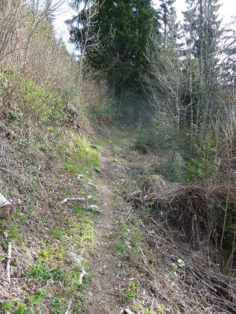 Montée dans la forêt