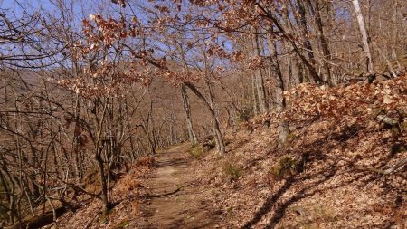 Dans la forêt.