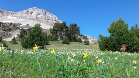 Jonquilles et Montagnette.