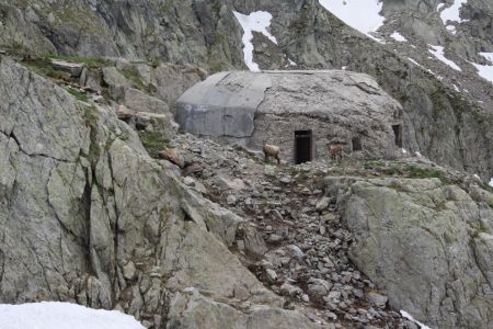 Des bouquetins à l’extérieur d’un ancien blockhaus, mais qui squattent aussi dedans !