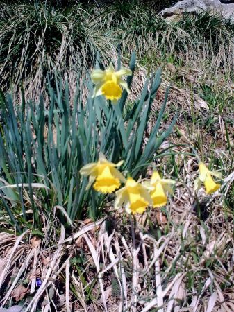 C’est le printemps !