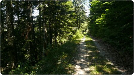 Sur la Route Forestière de Béguerre.