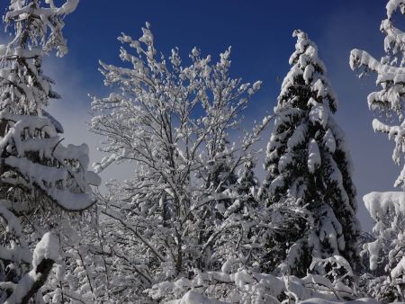 Les arbres redécorés de l’hiver...