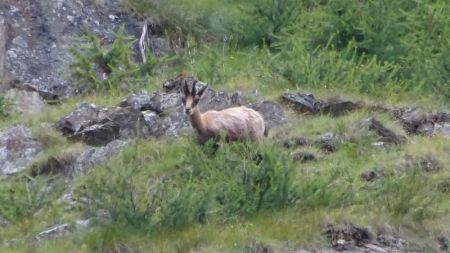 Chamois