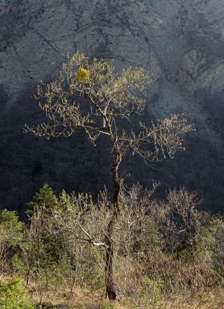 L’arbre élegant en train de bourgeonner.