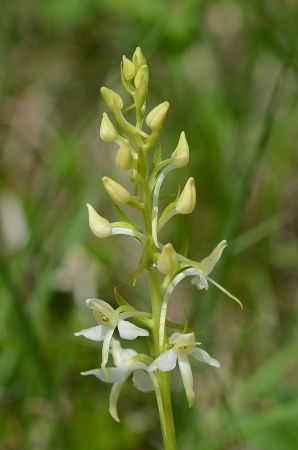 Platanthera bifolia