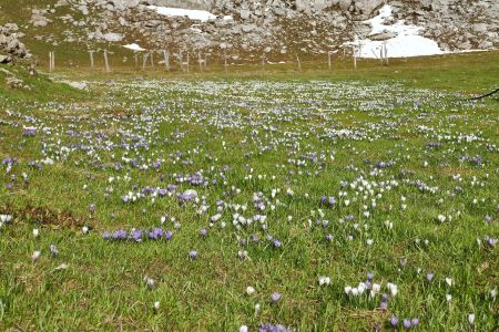 Exubérante nappe de crocus