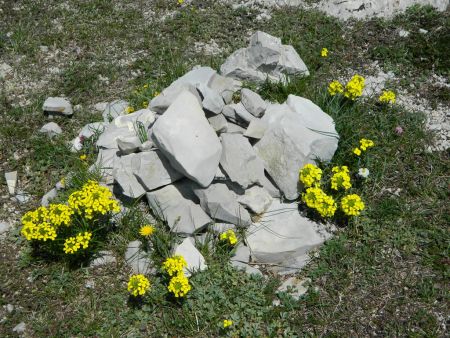 Cairn fleuri.