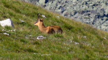 Chamois.