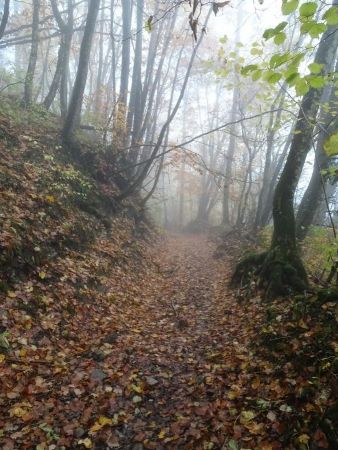 Forêt de Montbasin