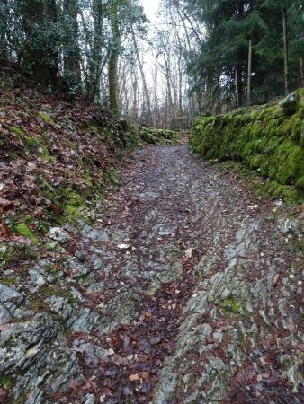 Forêt des Espagnoux