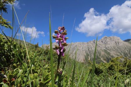 Orchis Spitzelii devant la Montagne de Faraut