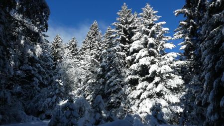 En forêt