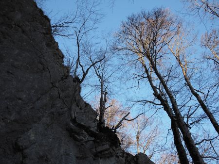 Arbres et rochers