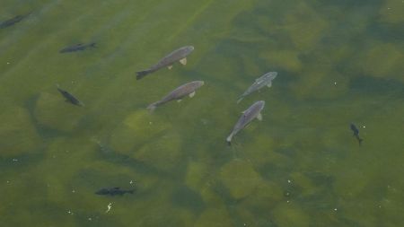 Quelques habitants du lac.