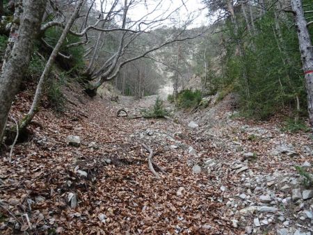 Dans ce lit de ruisseau servant de déversoir au ravin, le plaisir est présent. Les feuilles épaisses sont toujours là, comme il y a quinze mois