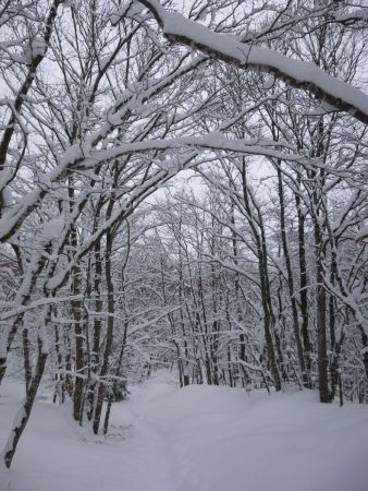 Dans la forêt de Charvette