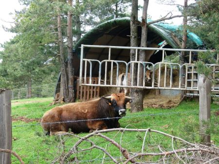 Race Aubrac