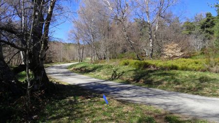 Atteindre une route forestière revêtue.