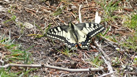 Un machaon a daigné enfin se poser !