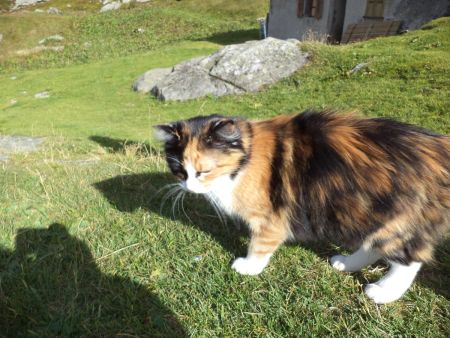 Oui le maître des lieux, LE chat du refuge, veille.