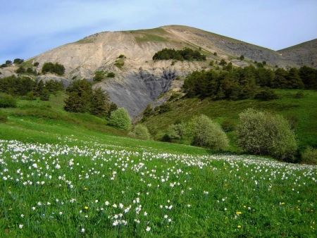 Champ de Narcisses devant l’antécime Sud.