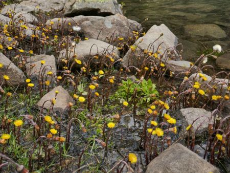 Tussilages les pieds dans l’eau