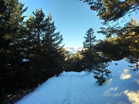 Une piste est tracée dans cette dense forêt