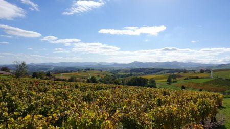 Ternand Les vignobles de Ternand et la forêt de Brou - Randonnée Monts du ...