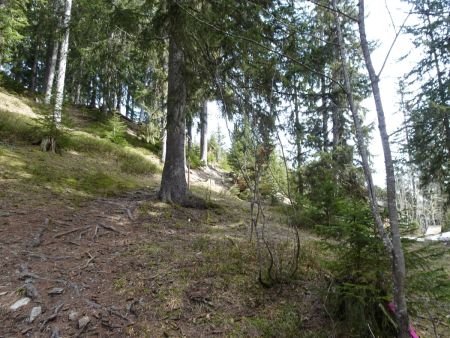 Dans le Bois des Molliassières