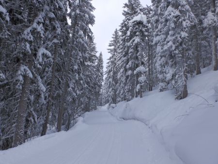 Piste forestière.