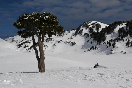 la star de la Plaine de la Queyrie : l’arbre taillé