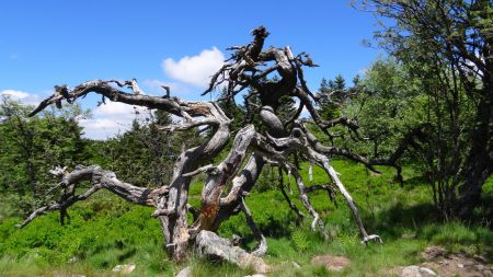 Mon arbre mort préféré.