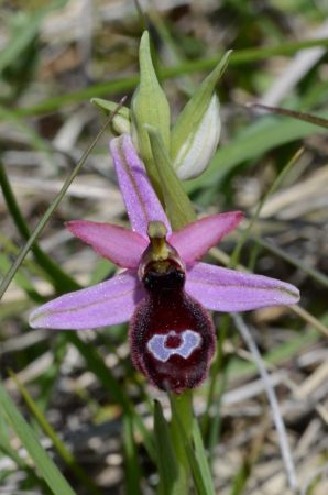 Ophrys de la Drôme