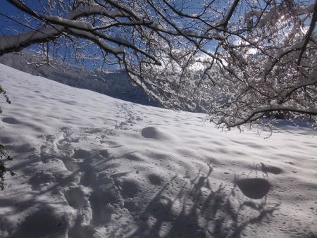 Passage sous un arbre