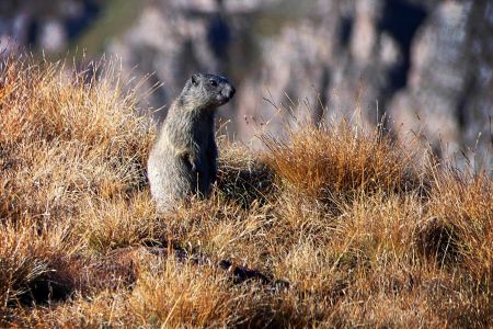 Marmotte du matin