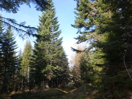 Retour dans la forêt