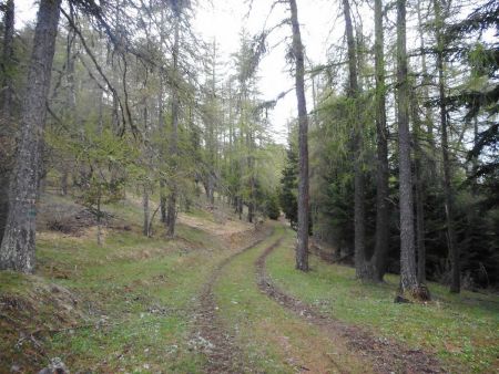 Le début dans les bois.