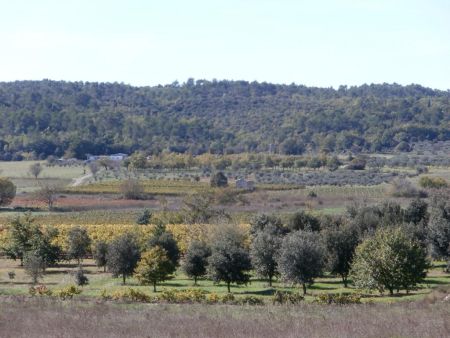 Champs d’oliviers dans la plaine de Tavernes.