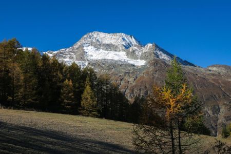 Mont Pourri et mélèze  bicolore ! 